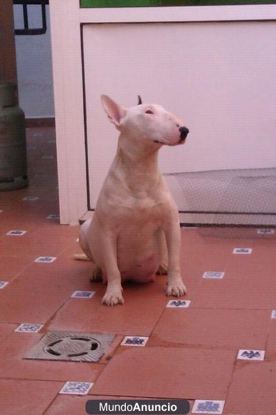 CAMADA DE BULL TERRIER