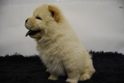 Chow Chow preciosos cachorros