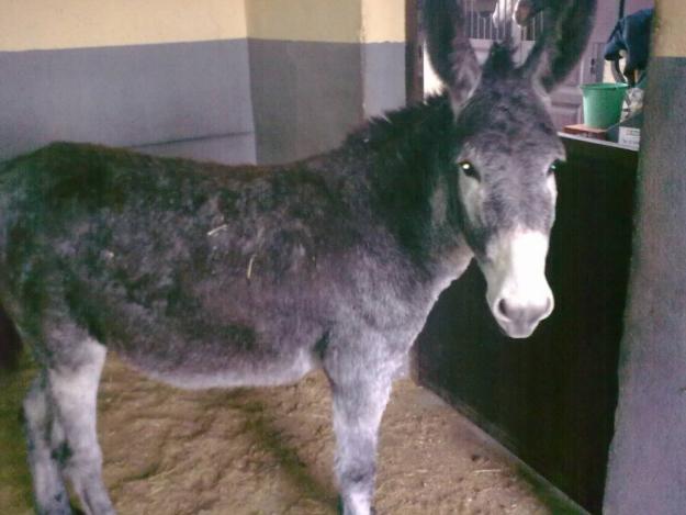 VENDO BURROS EN YUNCOS