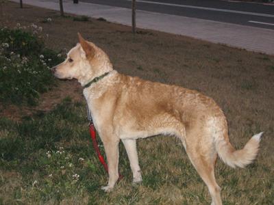 Tobias cruce de mastín y labrador urge un hogar para él