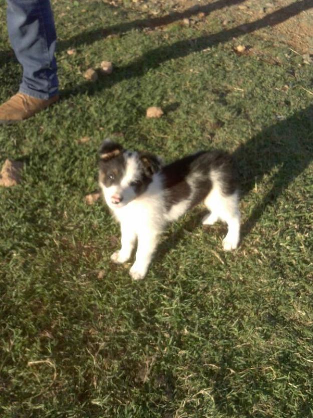 Cachorros de Border Collie