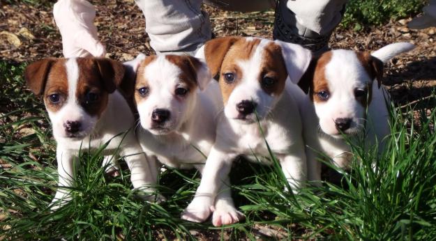 Cachorros Jack Russell 250€