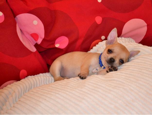 Criadora de Chihuahuas vende maravillosa y muy elegante cachorrita