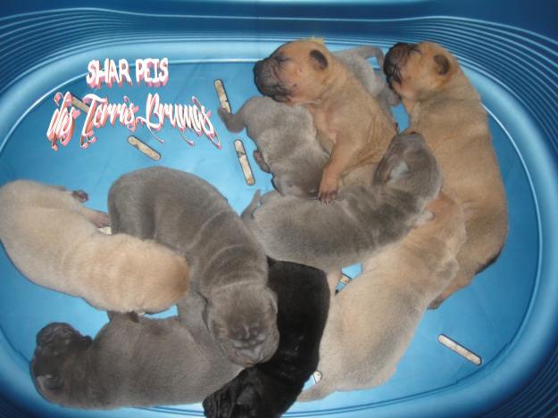 Excelente camada Shar pei MultiCH genética AZUL