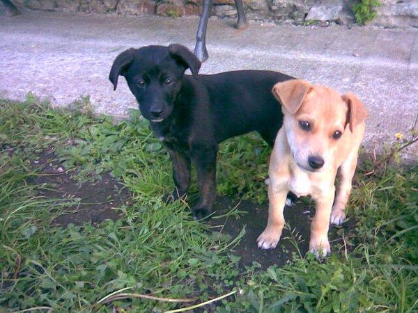 REGALO CACHORRINAS DE DOS MESES