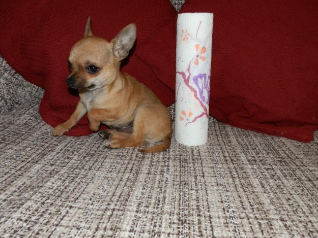Ultimo chihuahua toy