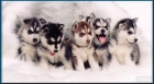 Próxima camada Husky Siberiano PEDIGREE - mejor precio | unprecio.es