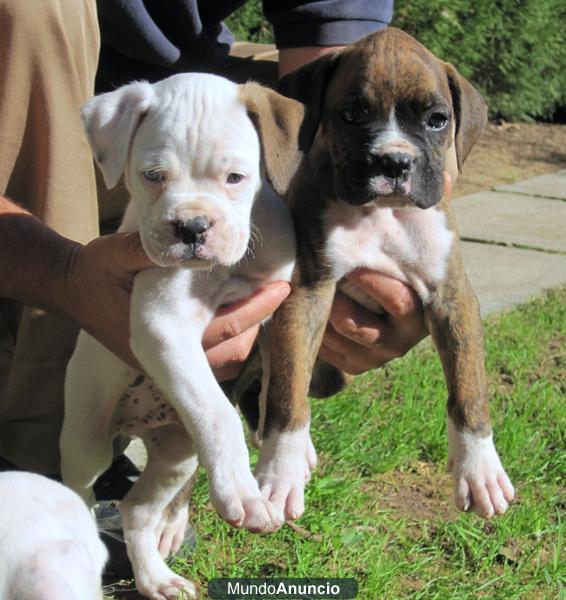 BOXER CACHORROS, 200 €