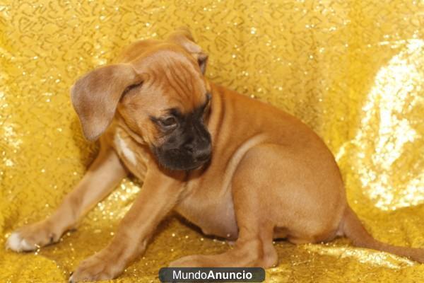 BOXER , perros, cachorros, criadero, venta. GARANTIA AQUANATURA