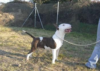 bull terrier para montas