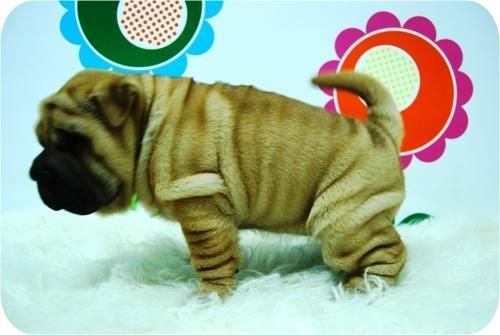 Camada de SHar Pei de inmejorable calidad.