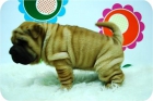 Camada de SHar Pei de inmejorable calidad. - mejor precio | unprecio.es