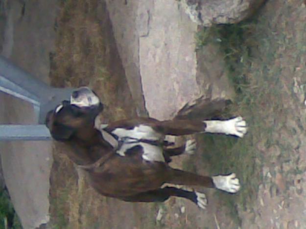 excelentes cachorros de boxer