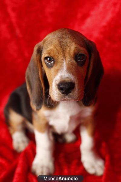 Hermosos Beagles Tricolor. En Barcelona con garantía.