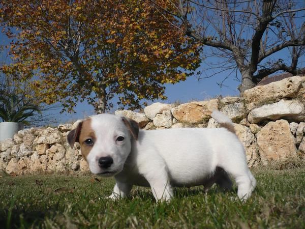 JACK RUSSELL TERRIER PATA CORTA 600E