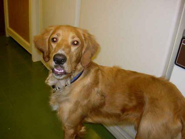 Nerón Golden Retriever 10 meses URGE ADOPCIÓN