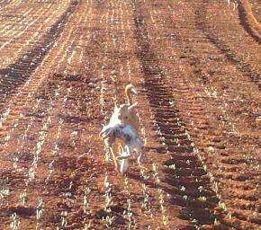 podencos andaluces karetas de tanya