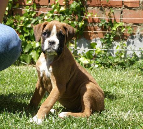 Preciosos cachorros de boxer