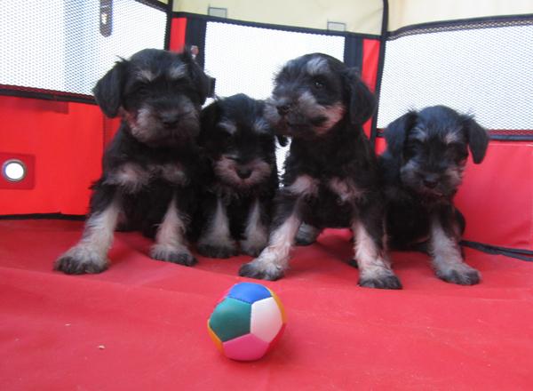 Schnauzers minis de color negro plata