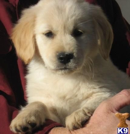 usar pañales  Golden Retriever