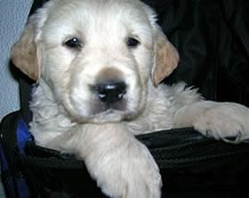 3 cachorros golden retriever