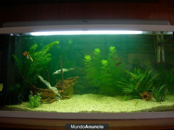 Acuario completo Fontana 100 litros - 65 €