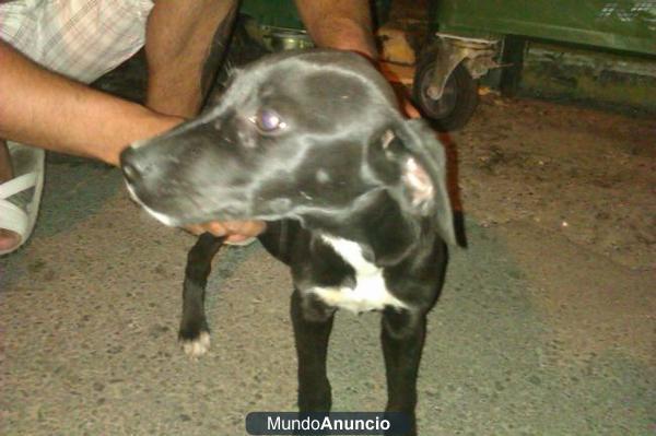 CACHORRO de labrador macho‏ abandonado en la calle