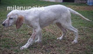 Cachorro setter inglés Piedrallada x Radentis