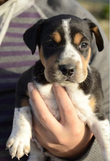 cachorro shar pai con boxer