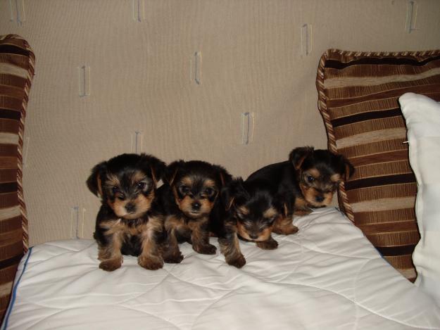 Cachorros Yorkshire