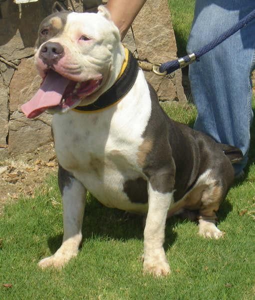 Camadas american bully