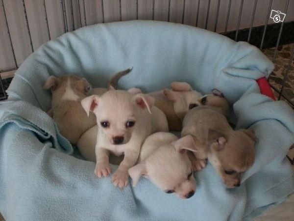 Chihuahua cachorros son buenos como mascotas