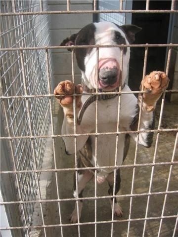 Precioso Bullterrier muy bueno.3años en adopcion