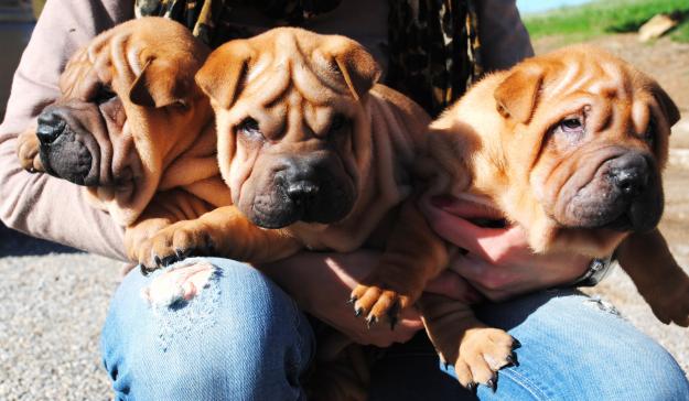 Shar pei cachorros disponibles en venta