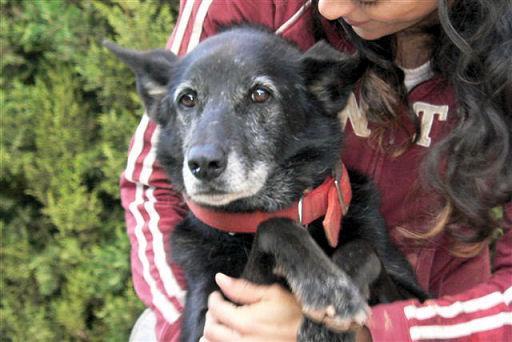 Sombra, un perro refugiado que necesita urgentemente un hogar‏