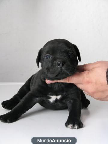 staffordshire bull terrier