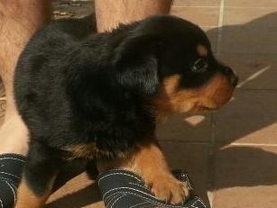 Ultimos cachorros rottweiler aleman pura raza