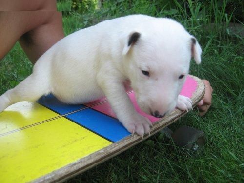 Vendo bendo regalo bullterrier - ZARAGOZA