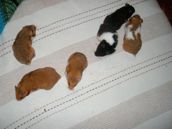 Vendo hamsters