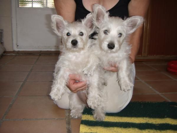 West Highland White Terrier