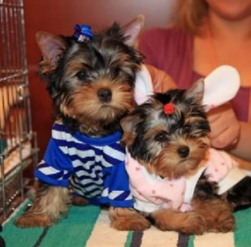 YORKSHIRE TERRIER CACHORROS EN CASAS CUIDANDO