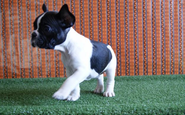 Bulldog Frances Cachorros, Centro Canino