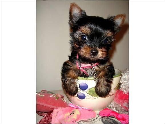 Buque micro este macho y hembra cachorros yorkshire terrier