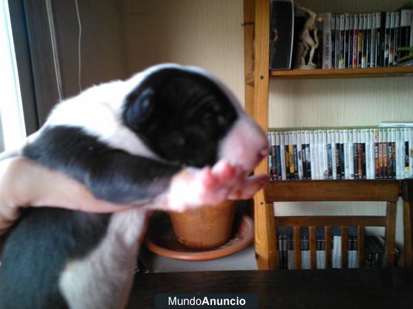 cachorritos de bullterrier con muy buen pedigree