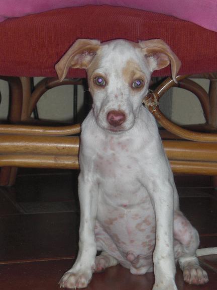 Cachorro cruce Pointer busca hogar