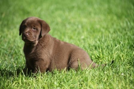 Excelente camada de Labrador retriever