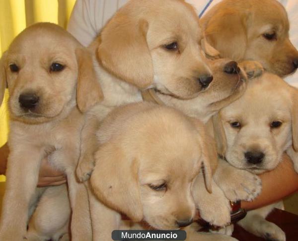 Fantastica camada de Labrador