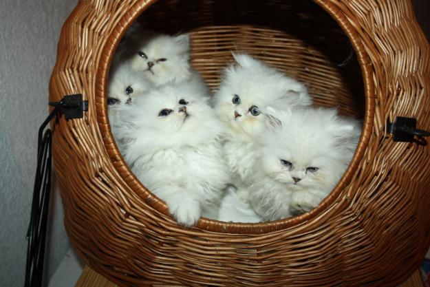 Gatitos persas golden shaded tabiss y chinchillas