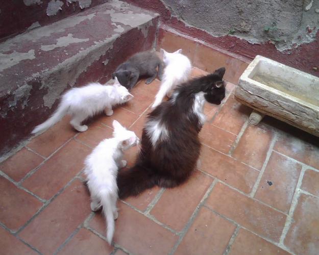 gatos y gatas