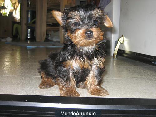 REGALO CACHORROS TOY , DE YORKSHIRE TERRIER